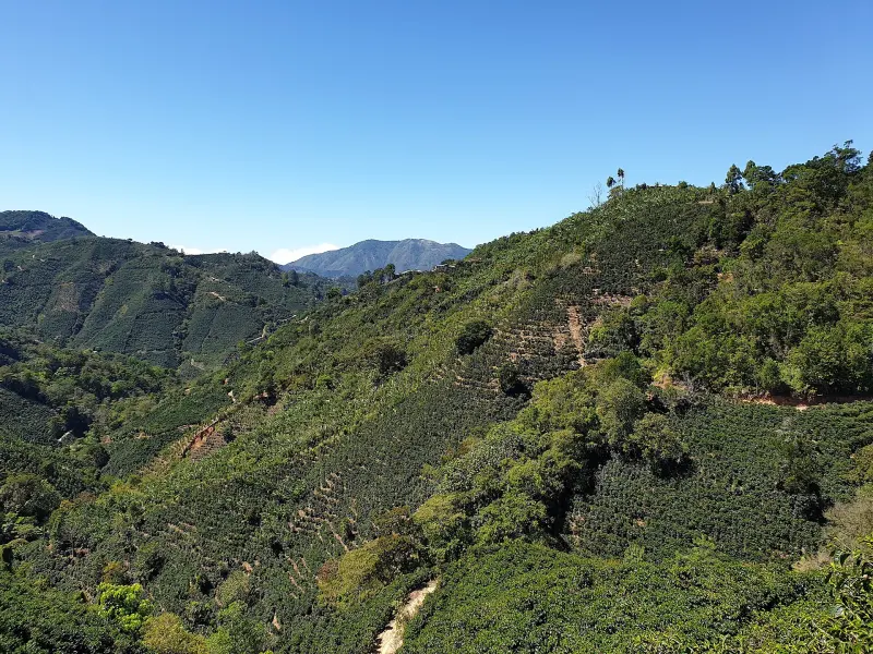 Cafetales del Valle Central