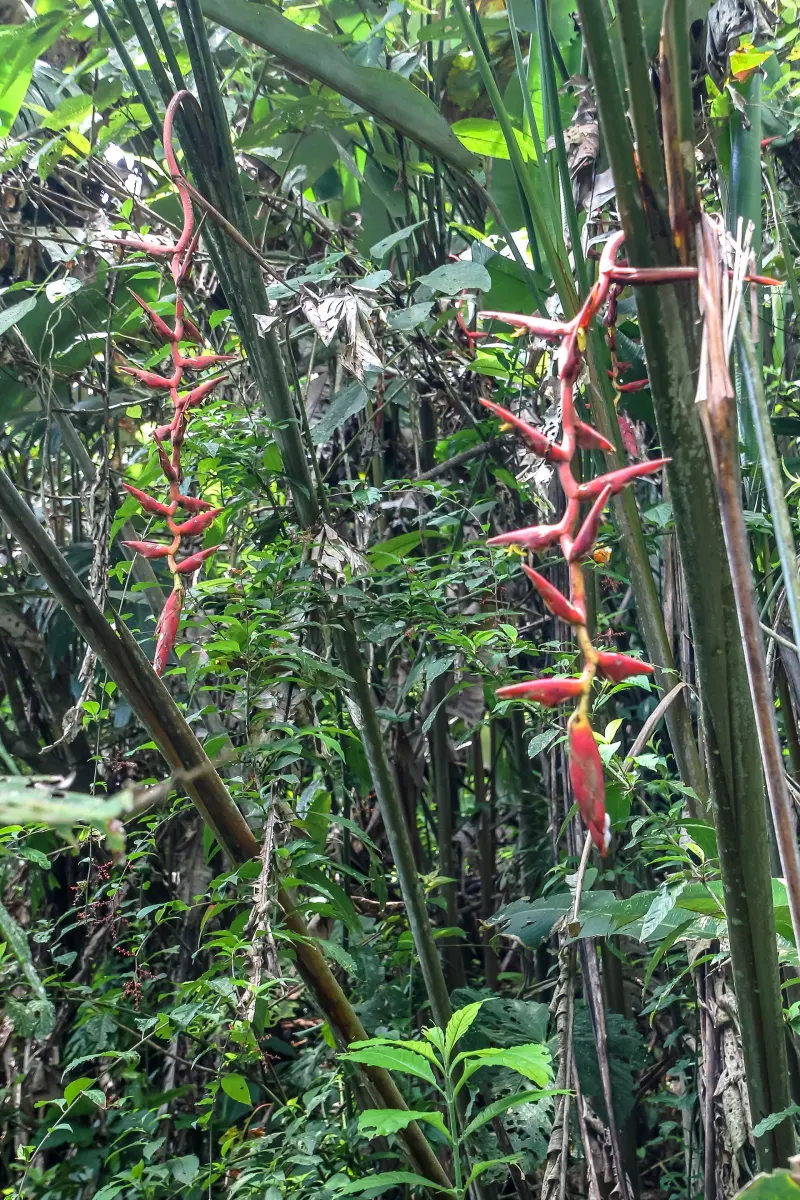 Heliconias en Veragua