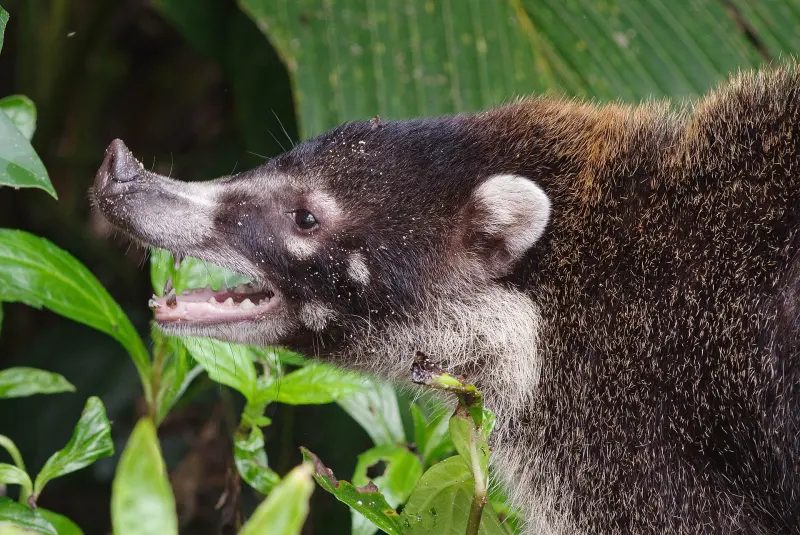 Pizote